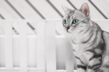 Beyaz ahşap sandalye üzerinde oturan gri kedi.