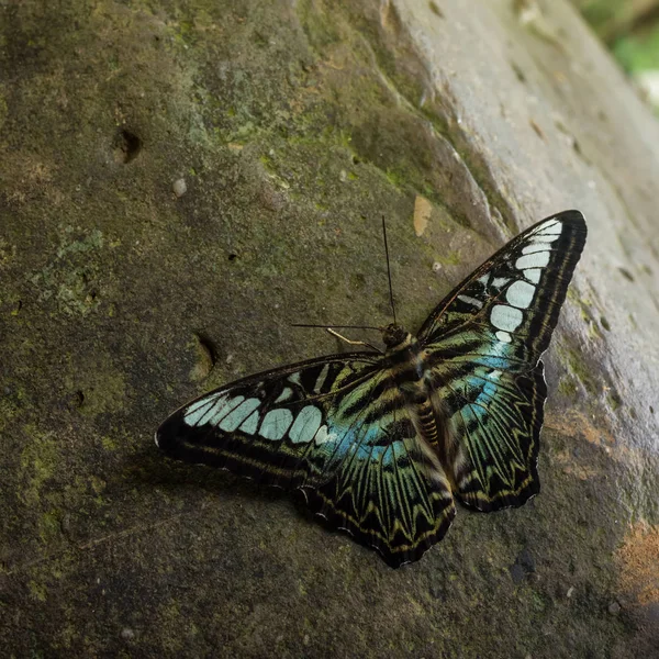 Beautiful Blue Green Butterfly Blue Clipper Butterfly Parthenos Sylvia Lilacinus — Stock Photo, Image