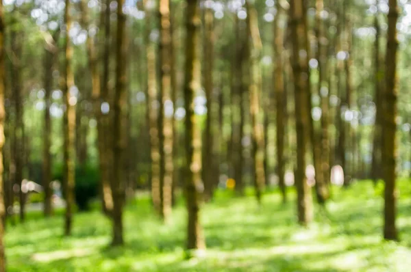 Onscherpe Achtergrondafbeelding Van Pine Bomen Het Bos Kies Blur Focus — Stockfoto