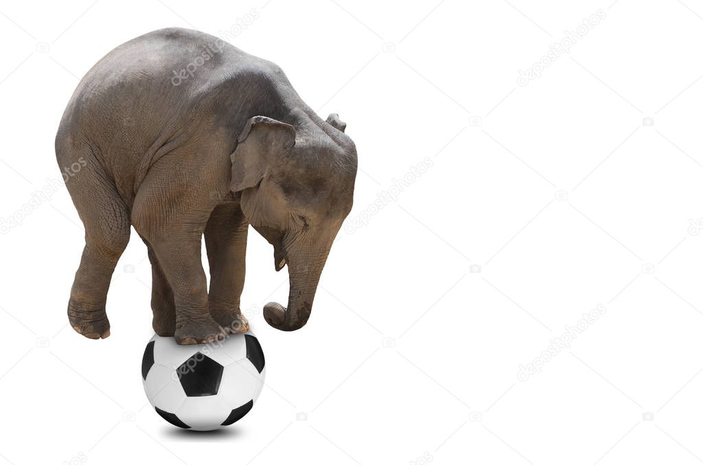 Asian elephant balancing on soccer ball isolated with clipping path.