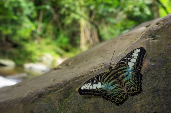 Beau Papillon Bleu Vert Blue Clipper Butterfly Parthenos Sylvia Lilacinus — Photo