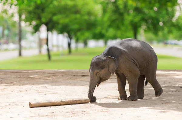 Bébé Éléphant Utilise Une Dinde Pour Pousser Bûche Vers Avant — Photo