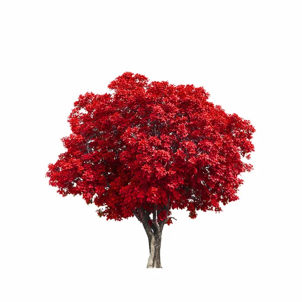 Hermoso Árbol Rojo Aislado Sobre Fondo Blanco —  Fotos de Stock