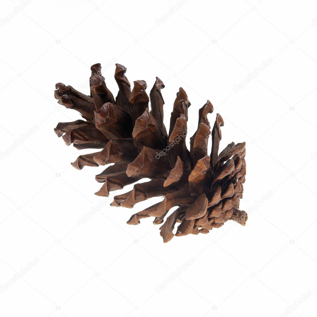 Christmas pine cone isolated on white background.