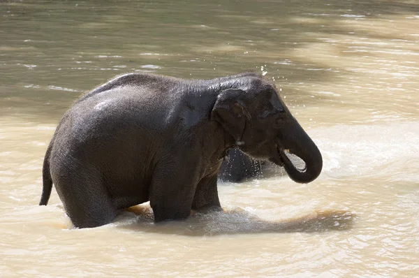 Bébé Éléphant Joue Avec Eau Jeune Éléphant Amuse Avec Eau — Photo