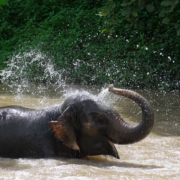 Éléphants Thaïlandais Prenant Bain Sur Rivière Dans Thai Elephant Conservation — Photo