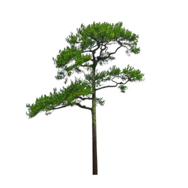 Çam ağacı şekil beyaz arka plan üzerinde izole güzel.