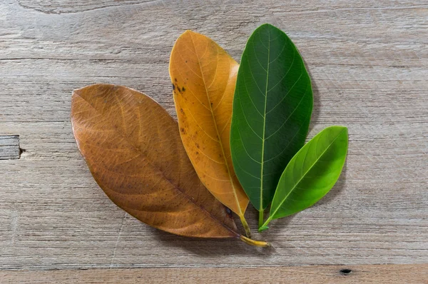 Folhas Idade Diferente Árvore Fundo Madeira Conceito Sazonal Folhas Coloridas — Fotografia de Stock