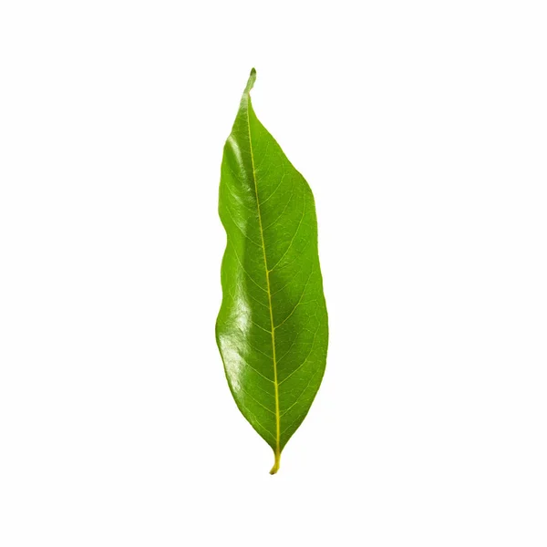 Green Color Leaves Isolated White Background Clipping Path — Stock Photo, Image