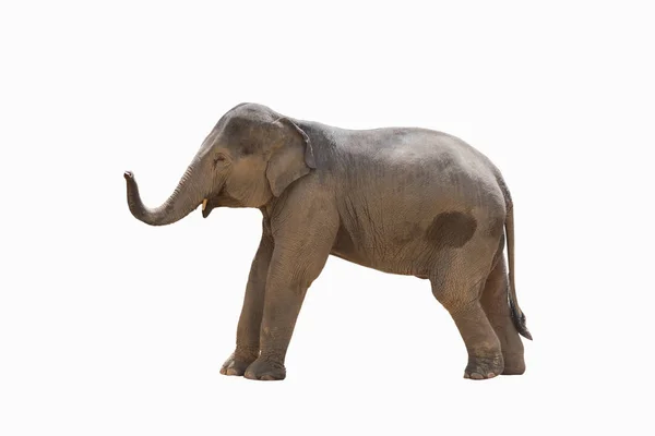 Азиатский Слон Изолированный Белом Вырезкой Пути — стоковое фото