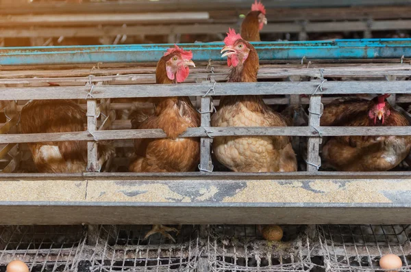 Kippen Eieren Kippen Boerderij Kooi Gesloten Kip Industrie Soft Focus — Stockfoto