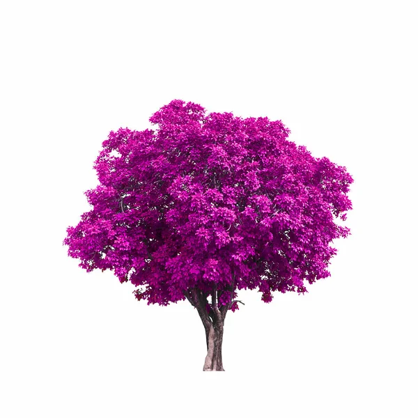 Schöner Rosa Baum Isoliert Auf Weißem Hintergrund — Stockfoto