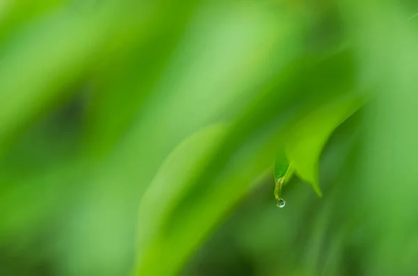 Flou Doux Foyer Goutte Eau Sur Feuille Avec Fond Couleur — Photo