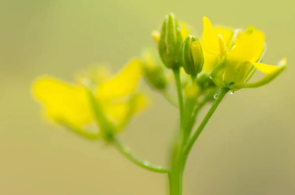 Yellow Flowers Natural Green Background Soft Focus — Stock Photo, Image