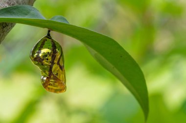 Chrysalis Butterfly shiny golden hanging on a leaf with nature background. clipart