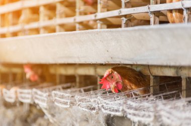 Sanayi, yumuşak odak, yüksek ISO tavuk tavuk ve yumurta tavuk çiftliğinde, kapalı, kafes.