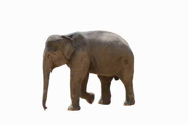 Asia Elefant Isolerad Vit Med Urklippsbana — Stockfoto