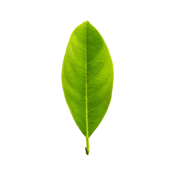 Grön Färg Bladen Isolerad Vit Bakgrund Med Urklippsbana Bladen Jackfrukter — Stockfoto