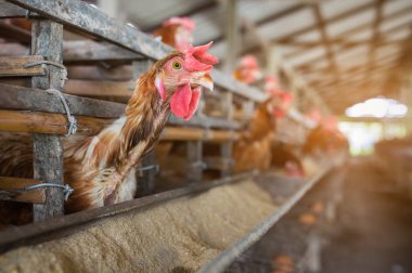 Sanayi, yumuşak odak, yüksek ISO tavuk tavuk ve yumurta tavuk çiftliğinde, kapalı, kafes.