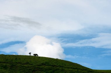 Siluet çoban ve buffalo dağda, Minimalist fotoğraf.