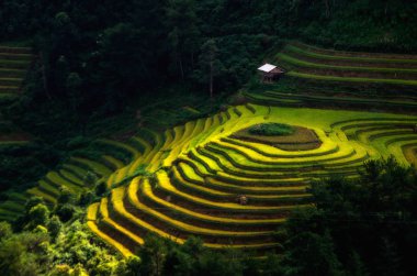 Pirinç tarlaları üzerinde Mu Cang Chai, Yenbai, Vietnam Teras. Kuzey Vietnam, hasat pirinç tarlaları hazırlamak.