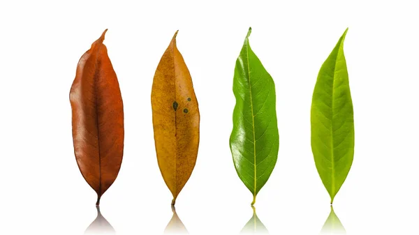 Set Autumn Color Leaves Isolated White Background Clipping Path Leaves — Stock Photo, Image