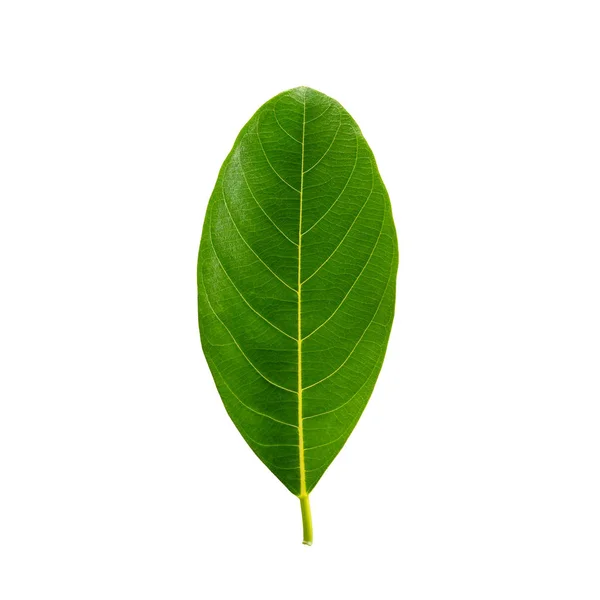 Green Color Leaves Isolated White Background Clipping Path Leaves Jackfruit — Stock Photo, Image