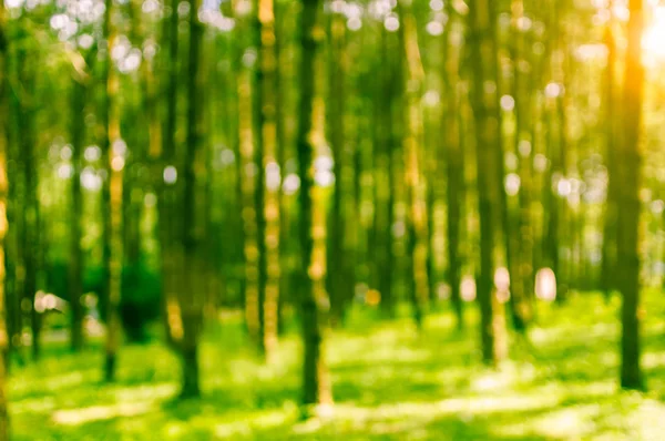 Imagem Fundo Borrada Pinheiros Floresta Selecione Foco Borrão — Fotografia de Stock