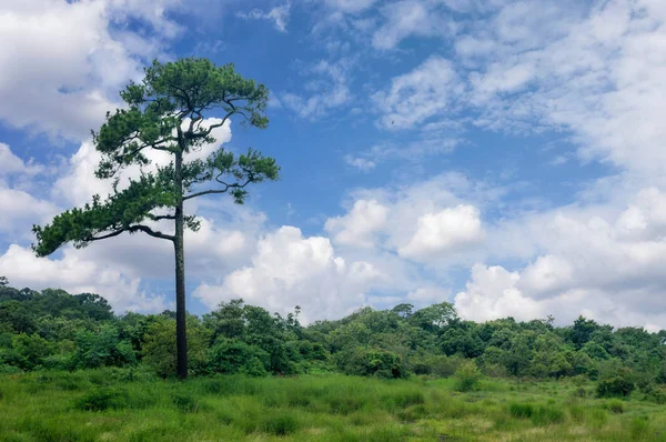 Árvore Céu Azul Sem Nuvens Espaço Cópia — Fotografia de Stock