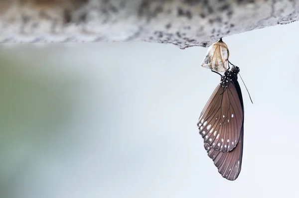 Momento Incrível Sobre Mudança Borboleta Forma Crisálida — Fotografia de Stock