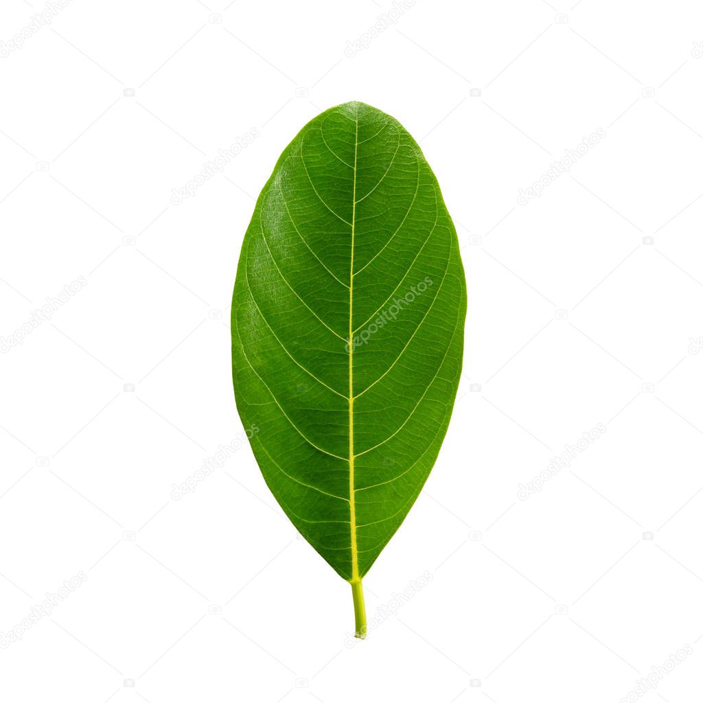 Green Color leaves isolated on white background with clipping path, Leaves of jackfruit.