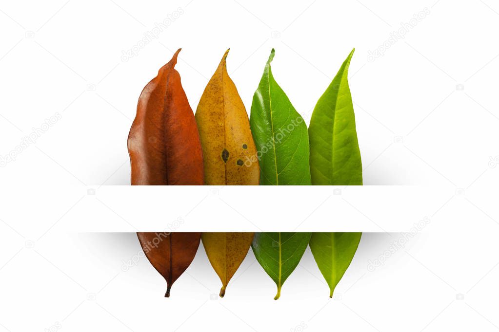 Autumn leaves background color of empty blank banner centered for your text.