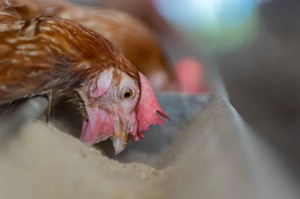 Куры Яйца Курицы Ферме Клетка Закрыта Куриная Промышленность Мягкий Фокус — стоковое фото