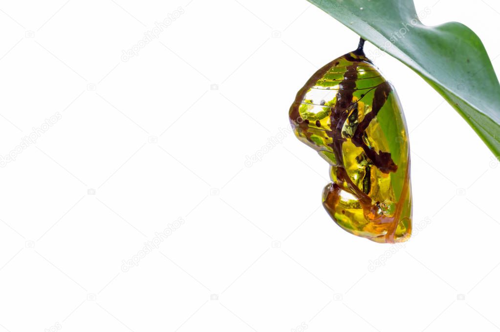 Chrysalis Butterfly shiny golden hanging on a leaf isolated background.