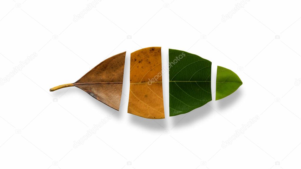 Set Autumn Color leaves on white background with clipping path, Leaves of jackfruit.
