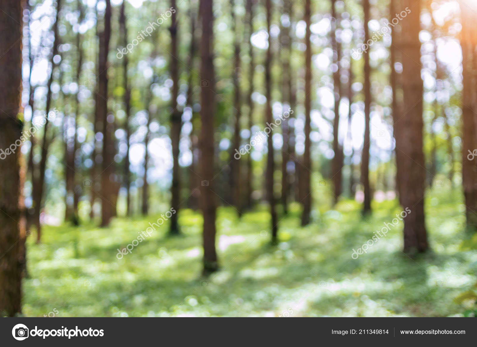 Blurred Background Image Pine Trees Forest Select Blur Focus Stock Photo by  ©nirutdps 211349814