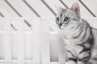 Beyaz ahşap sandalye üzerinde oturan gri kedi.