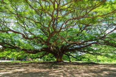 Big tree, Hundreds years old, Is amazing, A beautiful nature, Kanchanaburi thailand. clipart