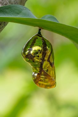 Chrysalis Butterfly shiny golden hanging on a leaf with nature background. clipart