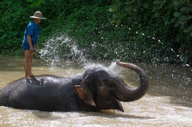 Lampang, Thailand - 17 Eylül 2016: Fil ve sabah her sabah fil su ile banyo fil.