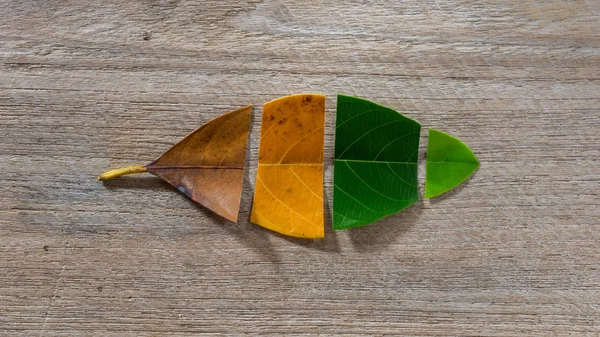 Set Autumn Color Leaves Wooden Background Leaves Jackfruit — Stock Photo, Image