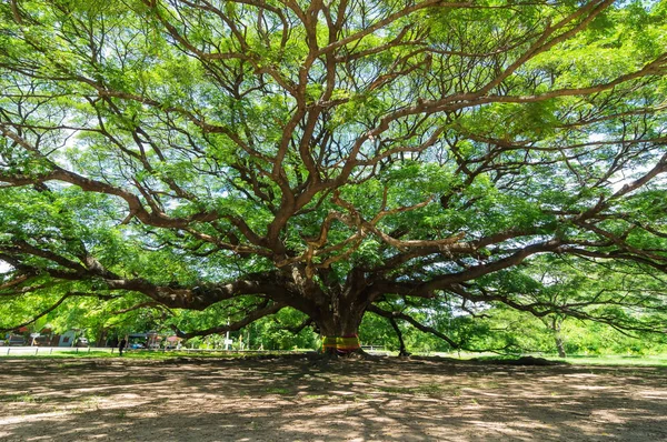 Árbol Grande Cientos Años Increíble Una Hermosa Naturaleza Kanchanaburi Tailandia —  Fotos de Stock