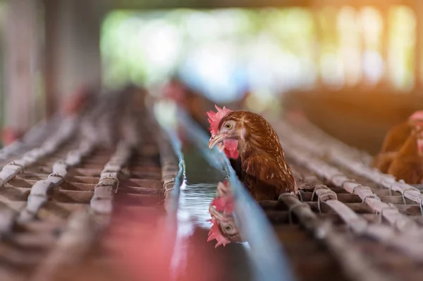 Galinhas Ovos Galinhas Fazenda Gaiola Fechada Indústria Frango Foco Suave — Fotografia de Stock