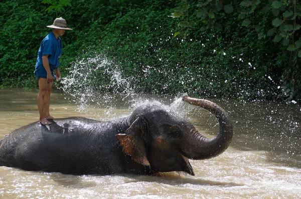 Lampang Thaïlande Septembre 2016 Mahout Eléphant Prennent Bain Matin Tous — Photo