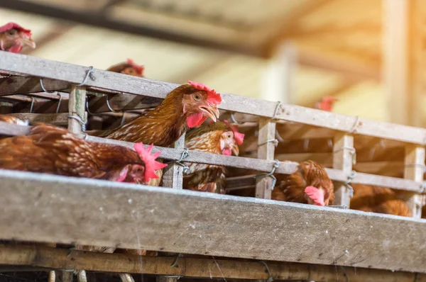母鸡和蛋鸡在农场 笼子关闭 鸡产业 软的焦点 Iso — 图库照片