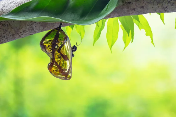 Crisálida Mariposa Brillante Dorado Colgando Una Hoja Con Fondo Natural — Foto de Stock