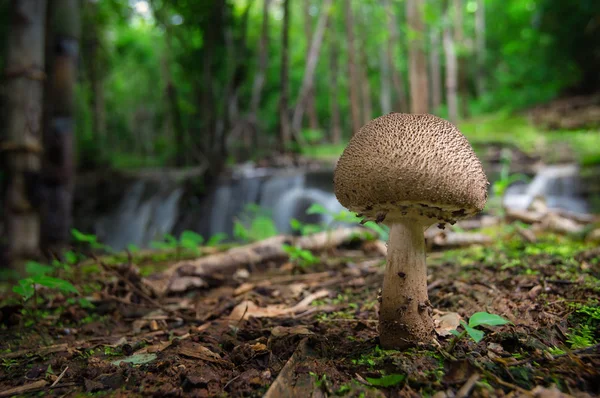 热带瀑布附近森林里的蘑菇 — 图库照片