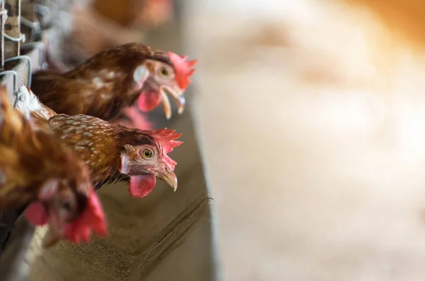 鶏と卵鶏ファーム ケージで鶏産業 ソフト フォーカス 高感度 — ストック写真