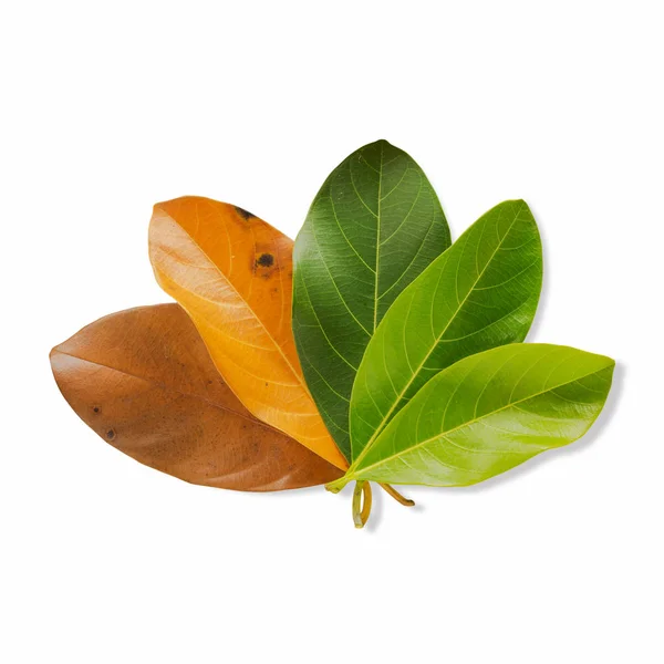 Set Autumn Color Leaves White Background Clipping Path Leaves Jackfruit — Stock Photo, Image