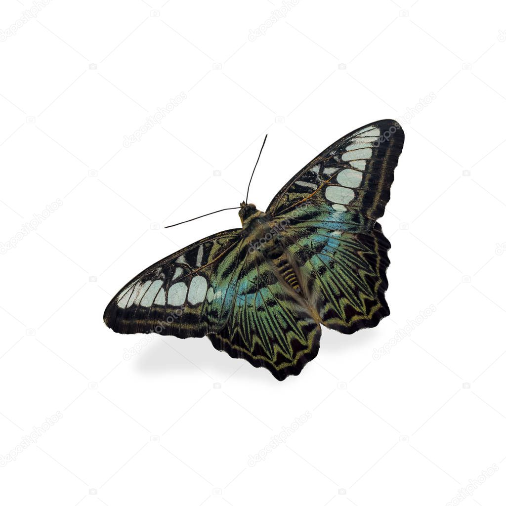 Beautiful blue and green butterfly, the Blue Clipper Butterfly isolated on white with clipping path, Parthenos Sylvia Lilacinus, thailand.